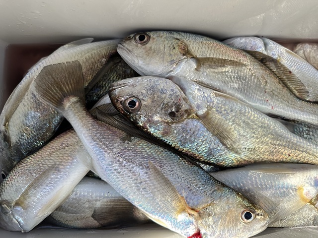 イシモチ(シログチ)