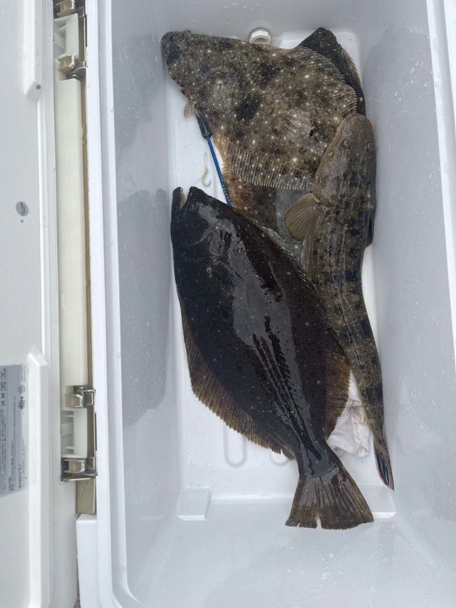 マゴチ・ヒラメ