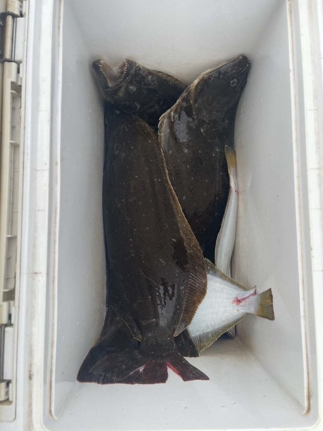 マゴチ・ヒラメ・ガンゾウ(ガンゾウビラメ)