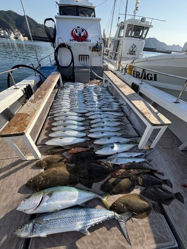 ブリ・サゴシ(サワラ)・マゴチ・ヒラメ・ハタ(マハタ)