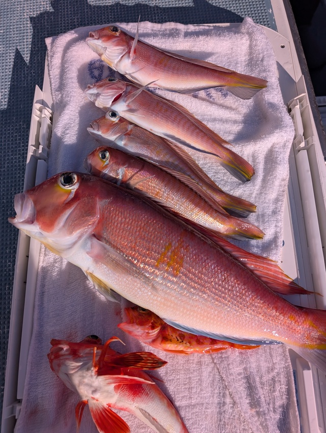 アマダイ(アカアマダイ)