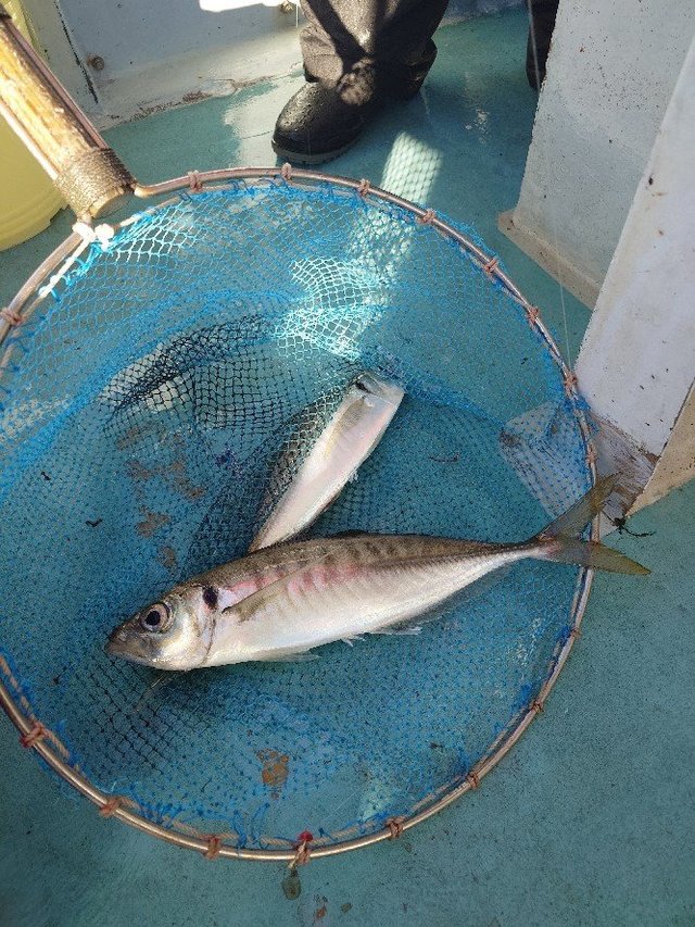 アジ(マアジ)・サバ(ゴマサバ)