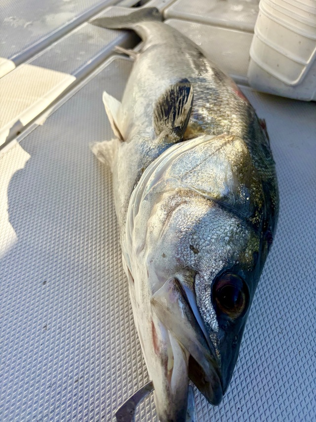 シーバス(スズキ)