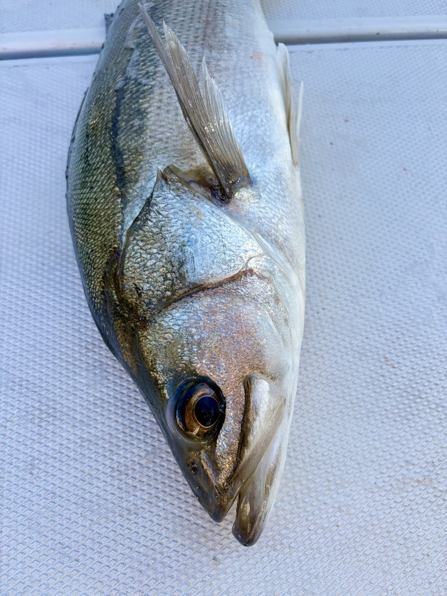 シーバス(スズキ)