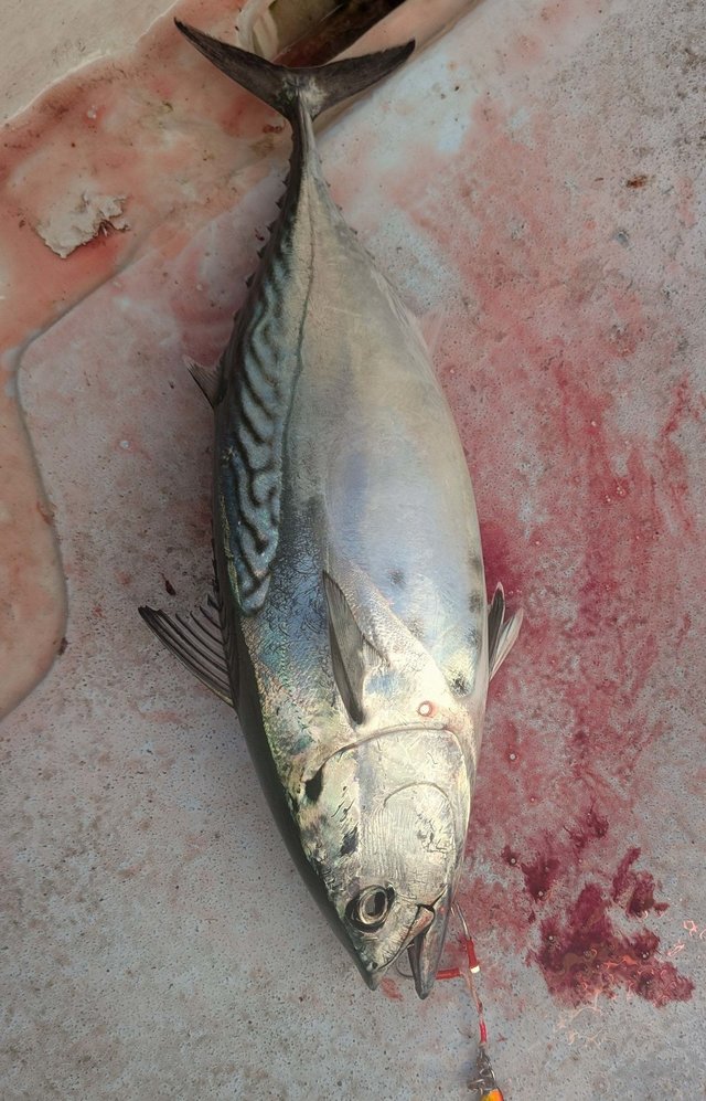 スマガツオ(スマ)