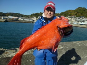 ベニアコウ(オオサガ)