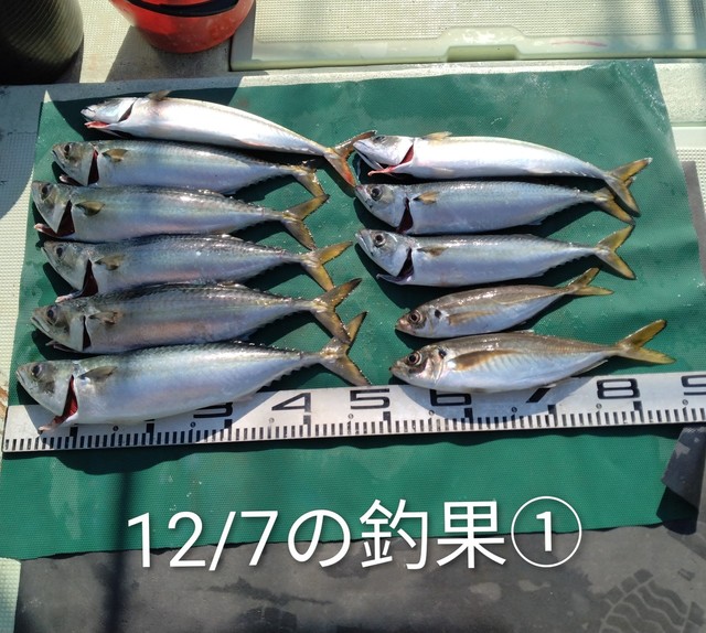 マアジ・マサバ