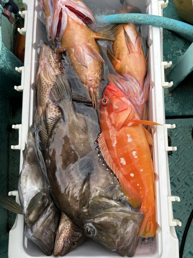 アカハタ・キジハタ・マトウダイ