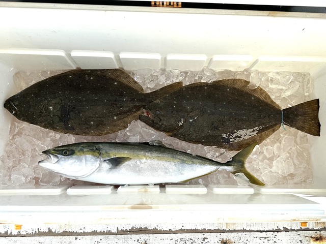 イナダ(ブリ)・ヒラメ