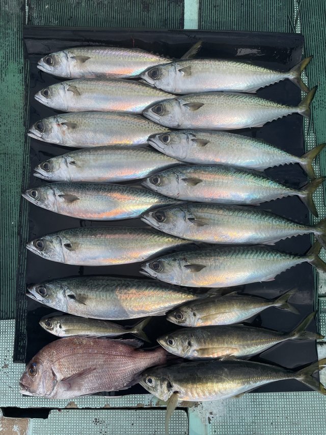 マダイ・マアジ・マサバ