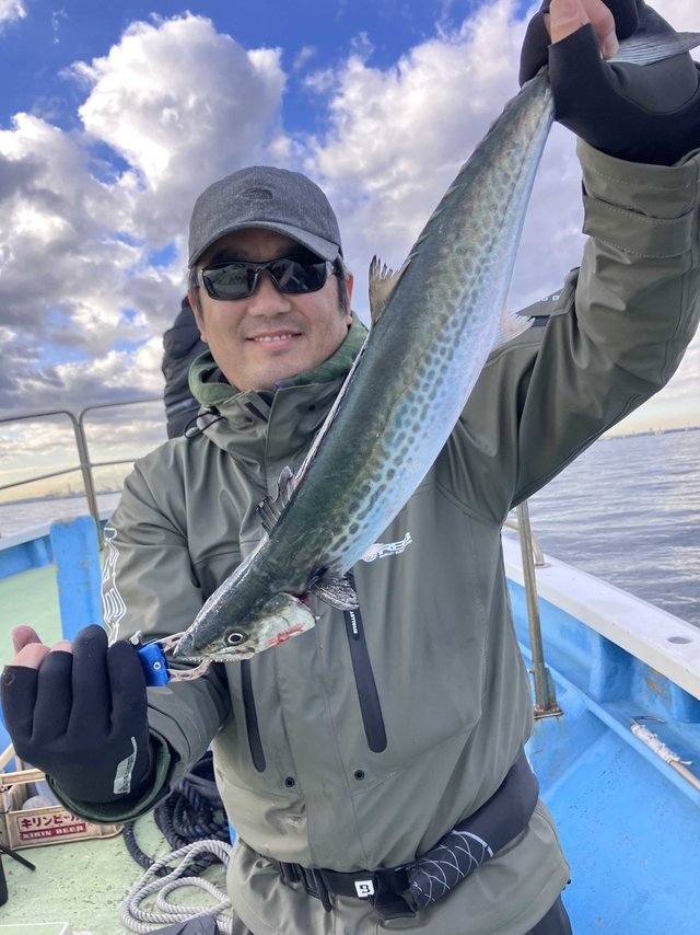 サゴシ(サワラ)