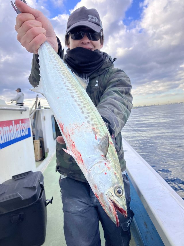 サゴシ(サワラ)