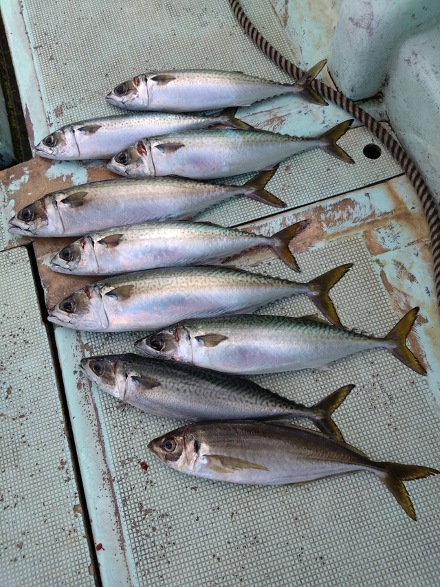 アジ(マアジ)・サバ(マサバ)