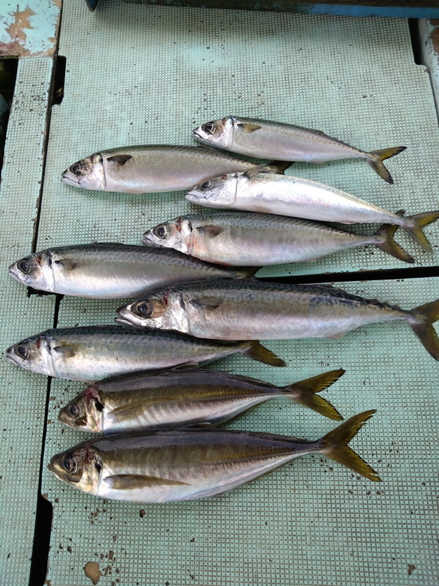 アジ(マアジ)・サバ(マサバ)