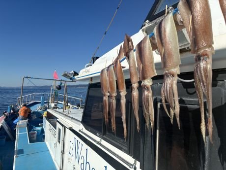 スルメ(スルメイカ)