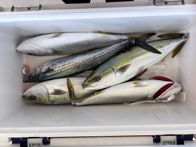 ハマチ(ブリ)・サゴシ(サワラ)