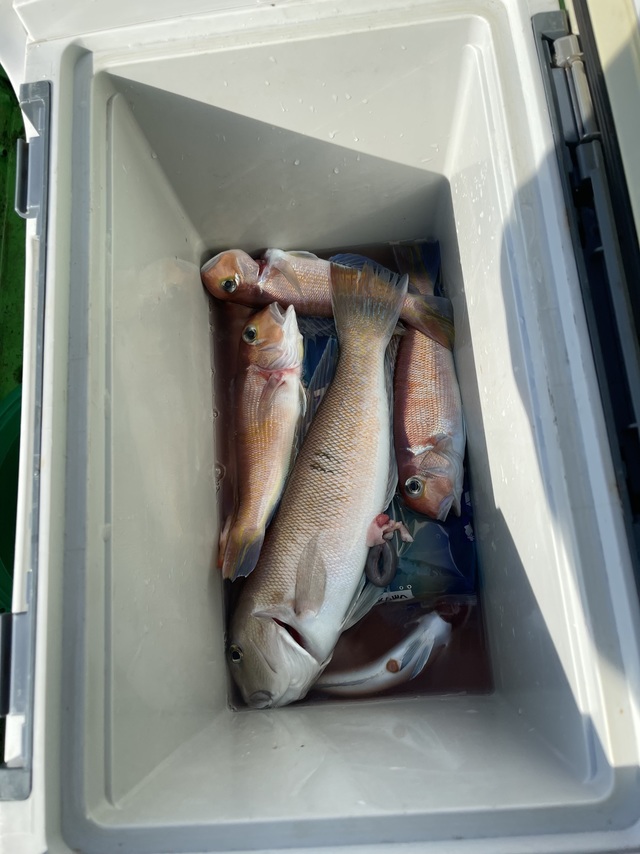 アマダイ(アカアマダイ)・シロアマダイ