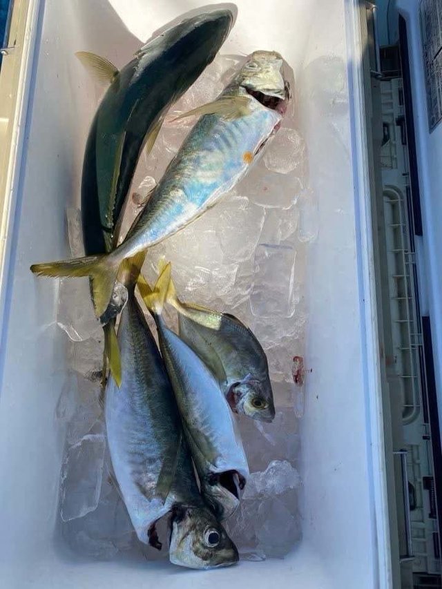 アジ(マアジ)・カイワリ