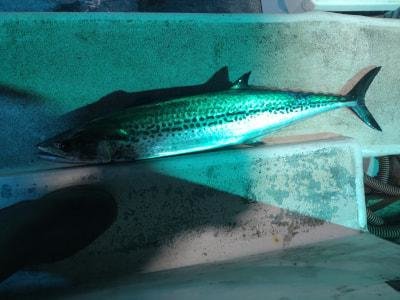 サゴシ(サワラ)