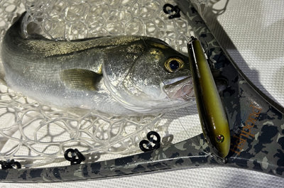 シーバス(スズキ)