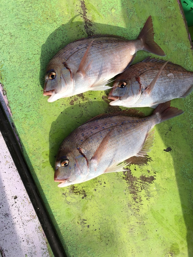 ハナダイ(チダイ)