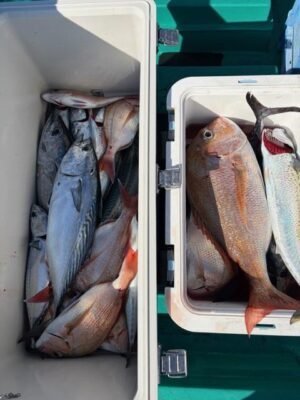 マダイ・スマ・ヤイト(スマ)・ビンタ(キハダ)・サバ(ゴマサバ)