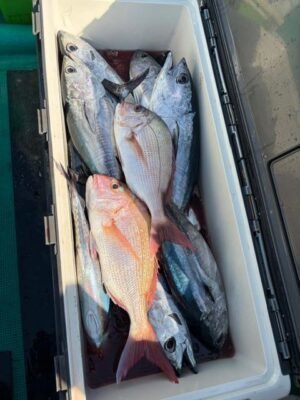 マダイ・チャリコ(マダイ)・スマ・ビンタ(キハダ)・サバ(ゴマサバ)