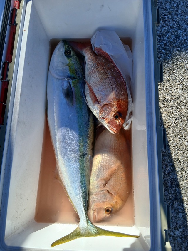 マダイ・ワラサ(ブリ)