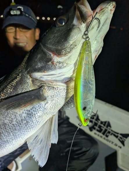 シーバス(スズキ)