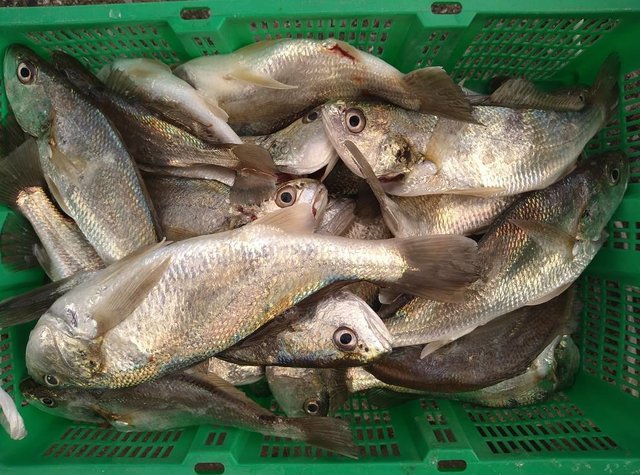 イシモチ(シログチ)