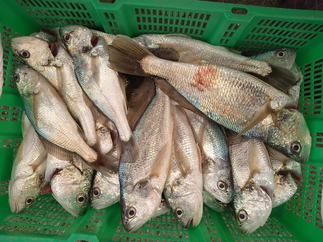 イシモチ(シログチ)