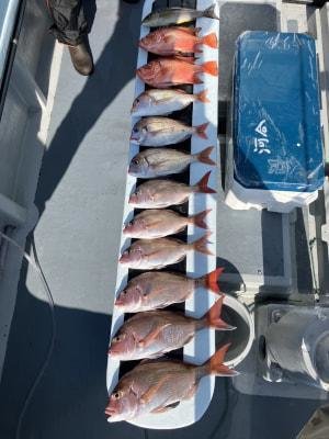 マダイ・コダイ(マダイ)・イサキ・チカメ(チカメキントキ)