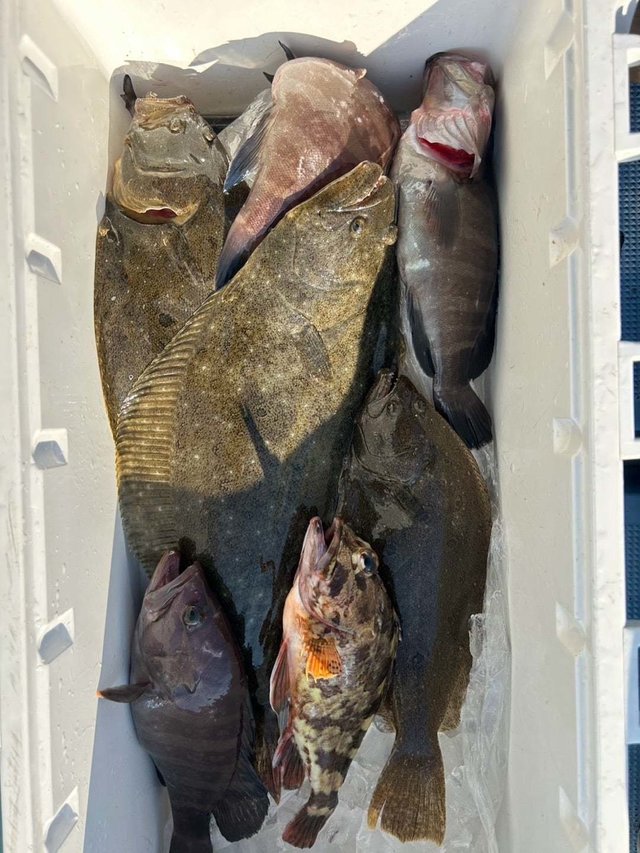 マハタ・カサゴ・ヒラメ