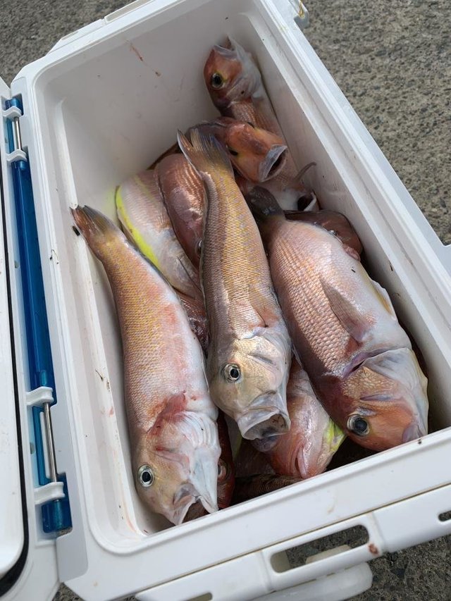 アマダイ(アカアマダイ)・シロアマダイ・イトヨリ(イトヨリダイ)