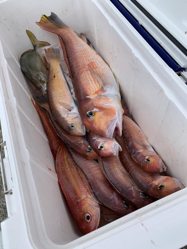 アマダイ(アカアマダイ)・シロアマダイ