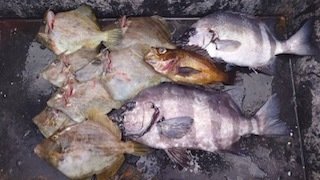 イシダイ・カワハギ