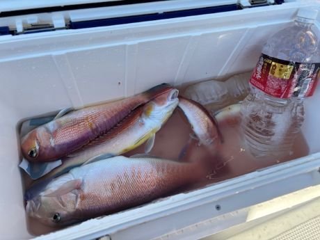 アマダイ(アカアマダイ)