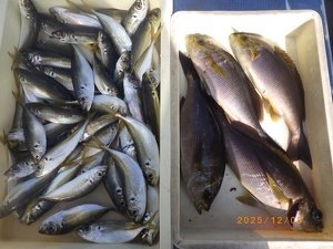 アジ(マアジ)・イサキ