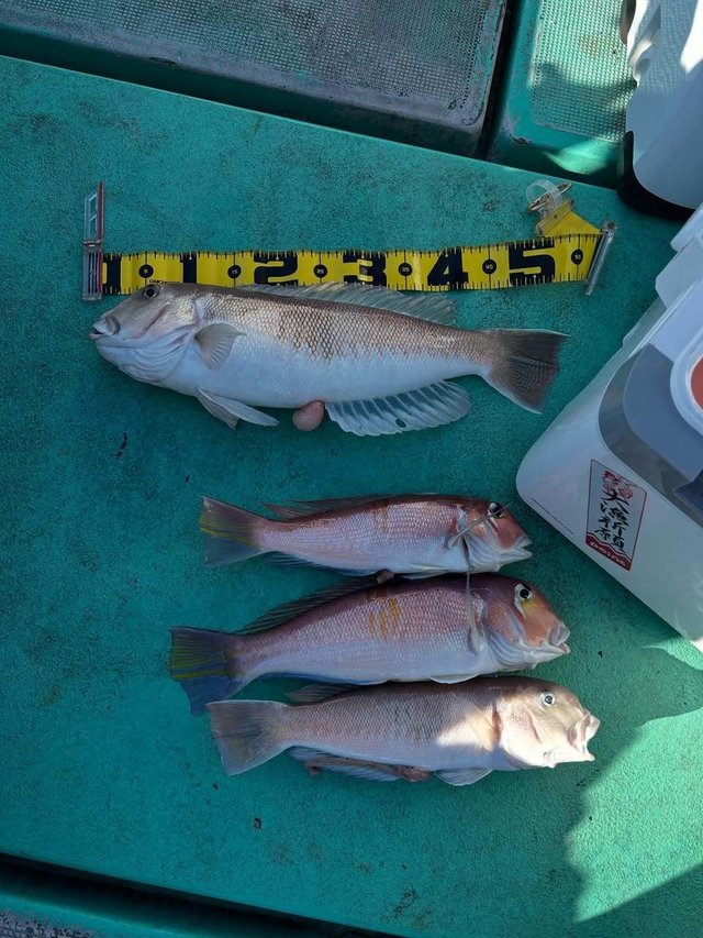 アマダイ(アカアマダイ)・シロアマダイ