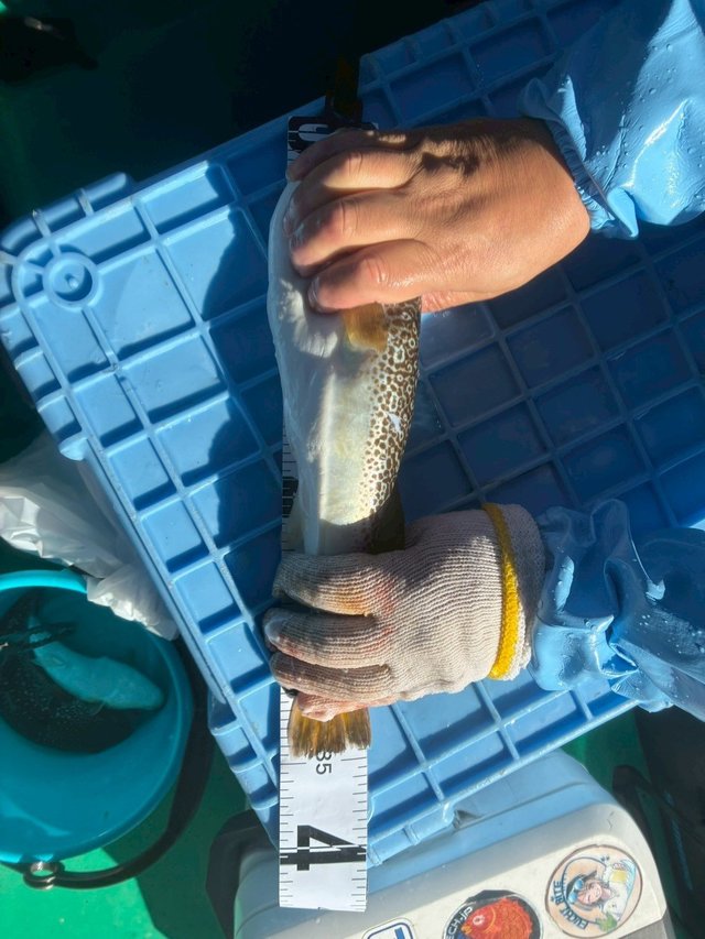 ショウサイフグ