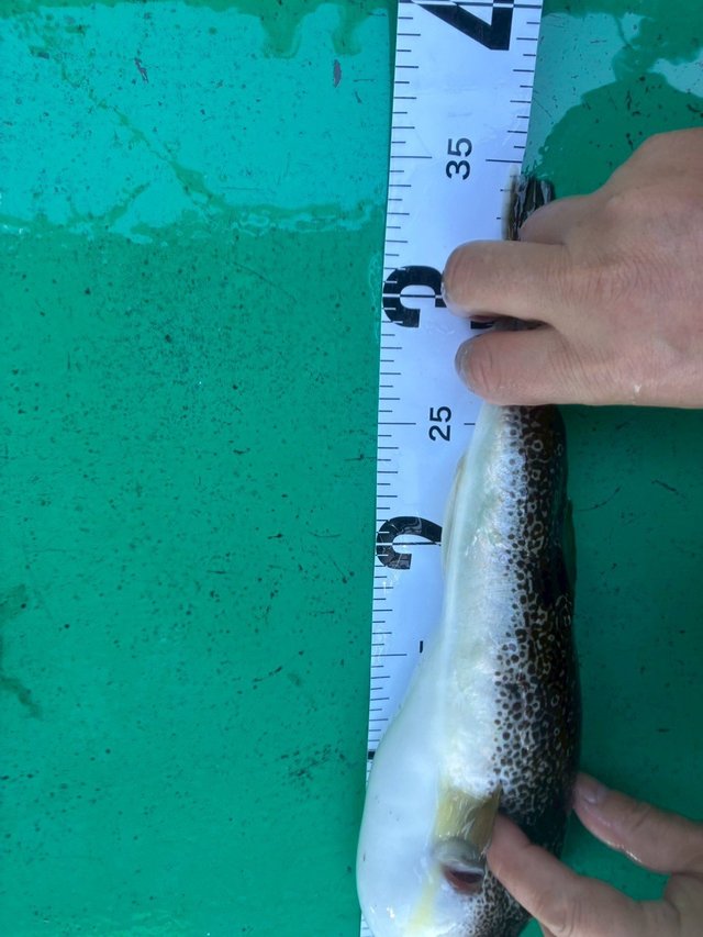 ショウサイフグ