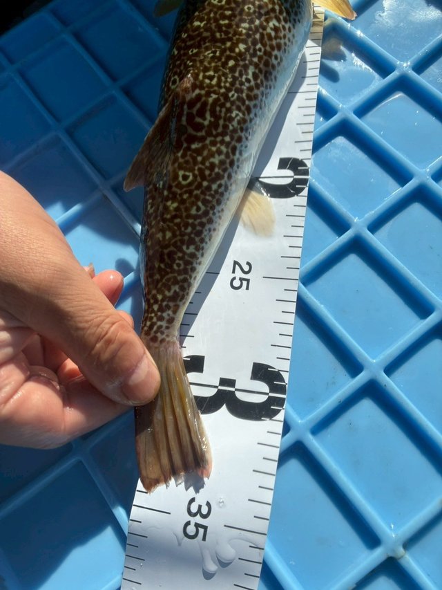 ショウサイフグ