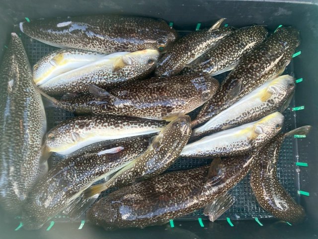 ショウサイフグ