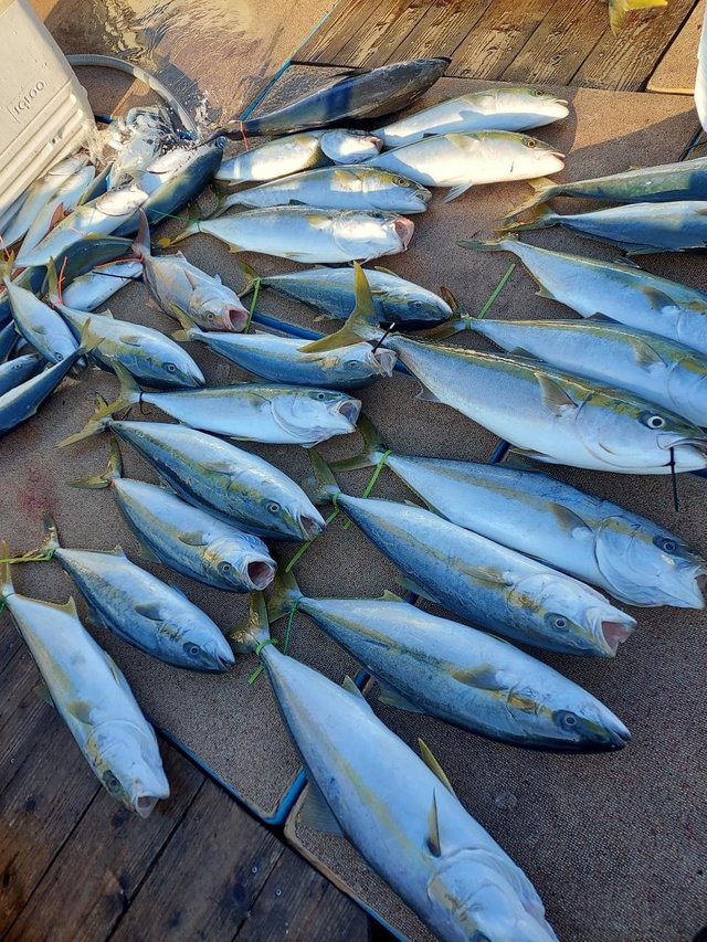 ヤズ(ブリ)・ヒラス(ヒラマサ)・カンパチ