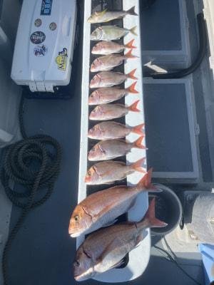 マダイ・コダイ(マダイ)・カイワリ・イサキ