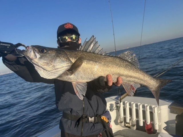 シーバス(スズキ)