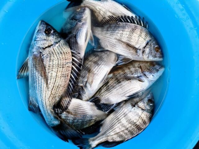 チヌ(クロダイ)