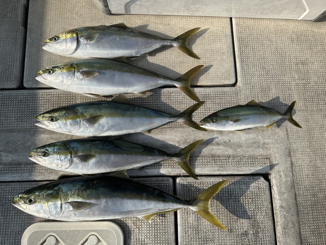 ブリ・ツバス(ブリ)・メジロ(ブリ)