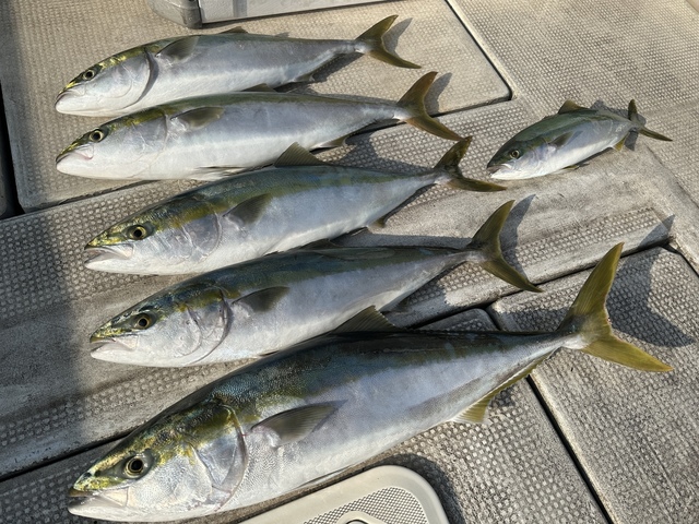 ブリ・ツバス(ブリ)・メジロ(ブリ)