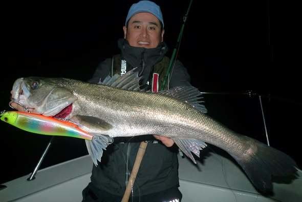 シーバス(スズキ)